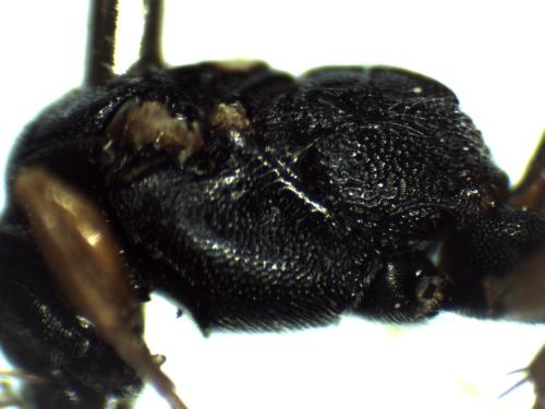 Vulgichneumon sp.